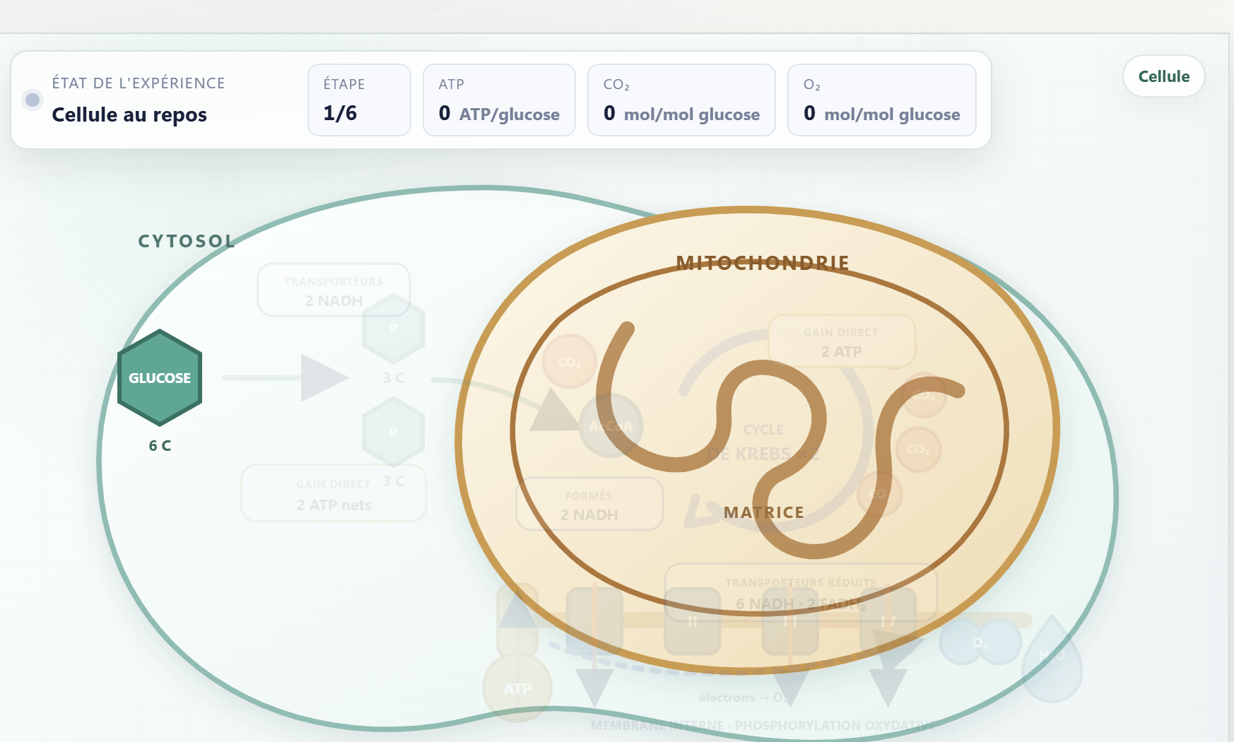 La théorie devient visible.